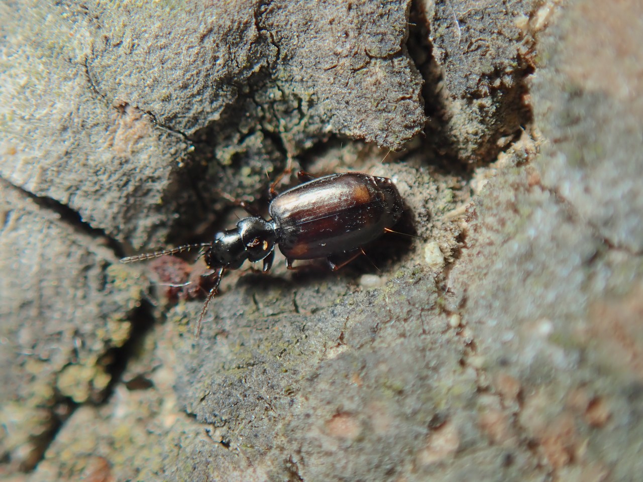 Syntomus obscuroguttatus Syntomus obscuroguttatus